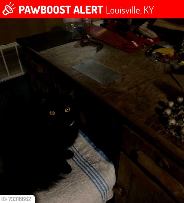 Lost Female Cat last seen Breckenridge lane, Louisville, KY 40220