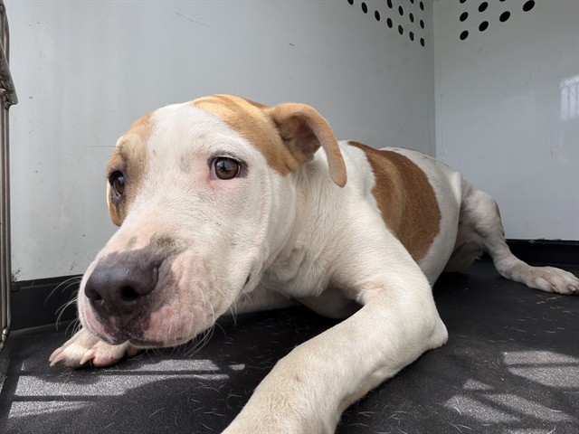 Shelter Stray Male Dog last seen S WASHINGTON ST/ E BELLE TERRACE, BAKERSFIELD, CA, 201 S Mt Vernon Ave, Bakersfield, CA 93307, USA