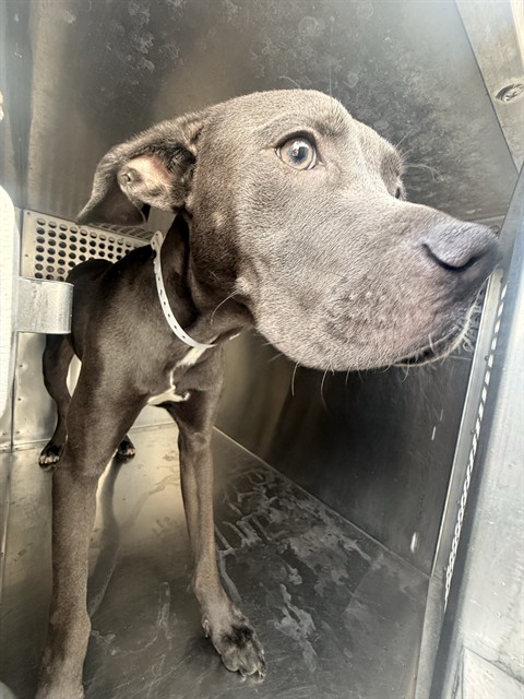 Shelter Stray Male Dog last seen 96TH AVE AND PIERCE ST, 1920 S Lewis, Mesa, AZ 85210, USA