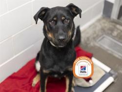 Shelter Stray Male Dog last seen S 11TH AVE AND W SOUTHERN AVE, 5501 E Van Buren St, Phoenix, AZ 85008, USA
