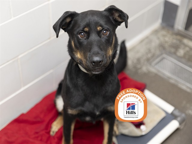 Shelter Stray Male Dog last seen S 11TH AVE AND W SOUTHERN AVE, 5501 E Van Buren St, Phoenix, AZ 85008, USA