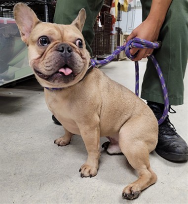 Shelter Stray Male Dog last seen , 14409 Vanowen St, Van Nuys, CA 91405, USA