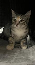 Shelter Stray Female Cat last seen , 14409 Vanowen St, Van Nuys, CA 91405, USA
