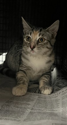 Shelter Stray Female Cat last seen , 14409 Vanowen St, Van Nuys, CA 91405, USA