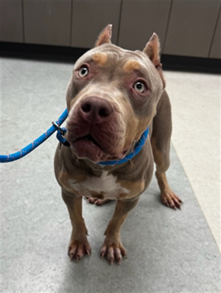Shelter Stray Female Dog last seen , 14409 Vanowen St, Van Nuys, CA 91405, USA