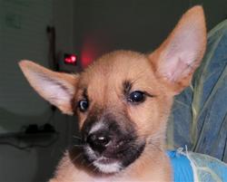 Shelter Stray Male Dog last seen , 4000 N Silverbell Rd, Tucson, AZ 85745, USA