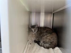 Shelter Stray Female Cat last seen Near BLOCK SHADOW RIDGE GRV, COLORADO SPRINGS CO 80918, 610 Abbot Ln, Colorado Springs, CO 80905, USA