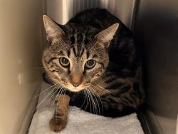 Shelter Stray Male Cat last seen Near BLOCK WILLOW TREE GRV, COLORADO SPRINGS CO 80910, 610 Abbot Ln, Colorado Springs, CO 80905, USA