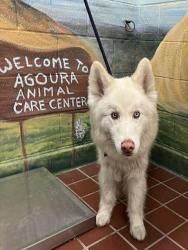 Shelter Stray Male Dog last seen , 29525 Agoura Rd, Agoura Hills, CA 91301, USA