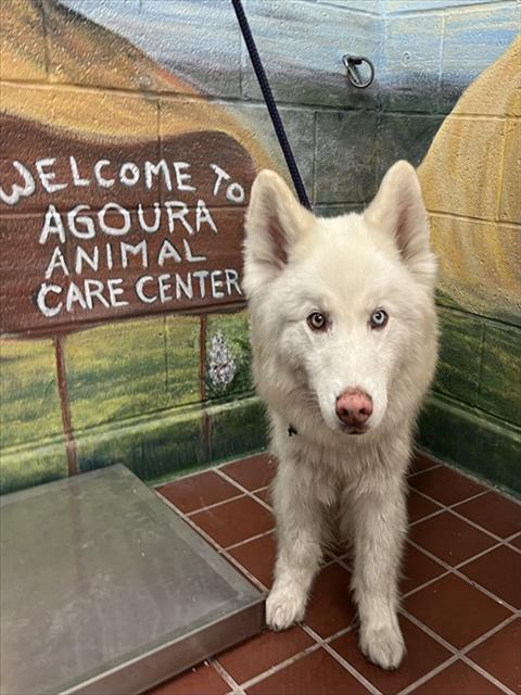 Shelter Stray Male Dog last seen , 29525 Agoura Rd, Agoura Hills, CA 91301, USA