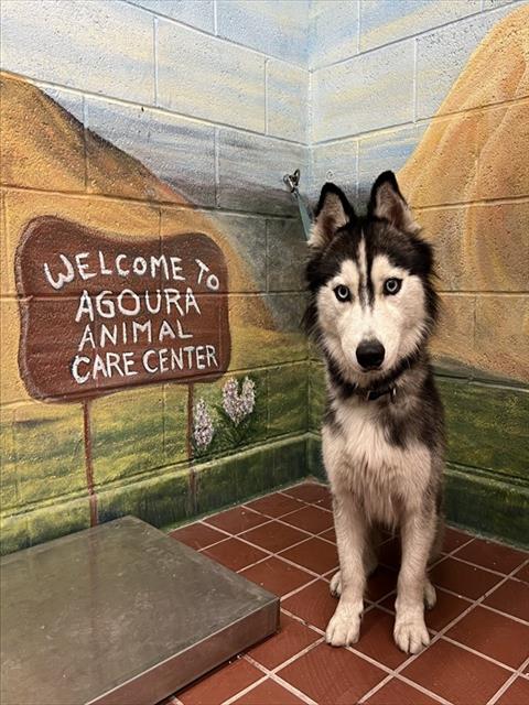 Shelter Stray Male Dog last seen , 29525 Agoura Rd, Agoura Hills, CA 91301, USA