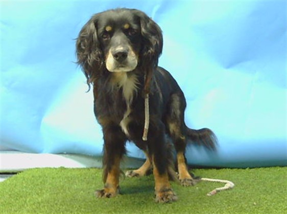 Shelter Stray Male Dog last seen , 216 W Victoria St, Gardena, CA 90248, USA