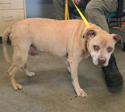 Shelter Stray Male Dog last seen , 600 Aviation Dr, Camarillo, CA 93010, USA