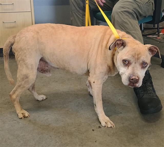 Shelter Stray Male Dog last seen , 600 Aviation Dr, Camarillo, CA 93010, USA