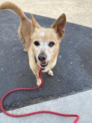Shelter Stray Male Dog last seen , 11361 W Pico Blvd, Los Angeles, CA 90064, USA