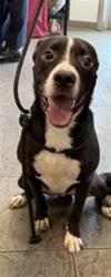 Shelter Stray Male Dog last seen , 11361 W Pico Blvd, Los Angeles, CA 90064, USA