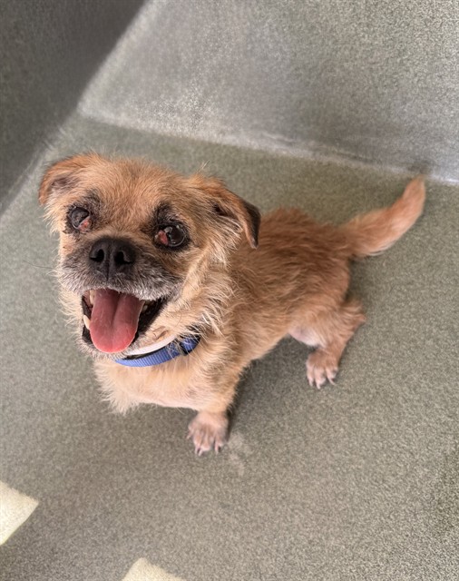 Shelter Stray Male Dog last seen , 31044 Charlie Canyon Rd, Castaic, CA 91384, USA