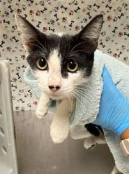 Shelter Stray Female Cat last seen Near BLOCK HOLLYRIDGE DR, RIVERSIDE CA, 6851 Van Buren Boulevard, Jurupa Valley, CA 92509, USA