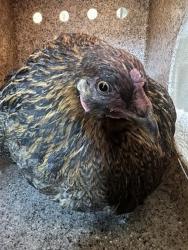 Shelter Stray Female Bird last seen , 31044 Charlie Canyon Rd, Castaic, CA 91384, USA
