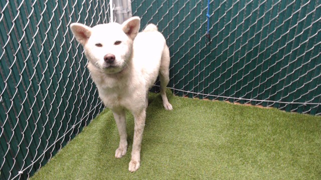Shelter Stray Female Dog last seen , 11258 Garfield Ave, Downey, CA 90242, USA