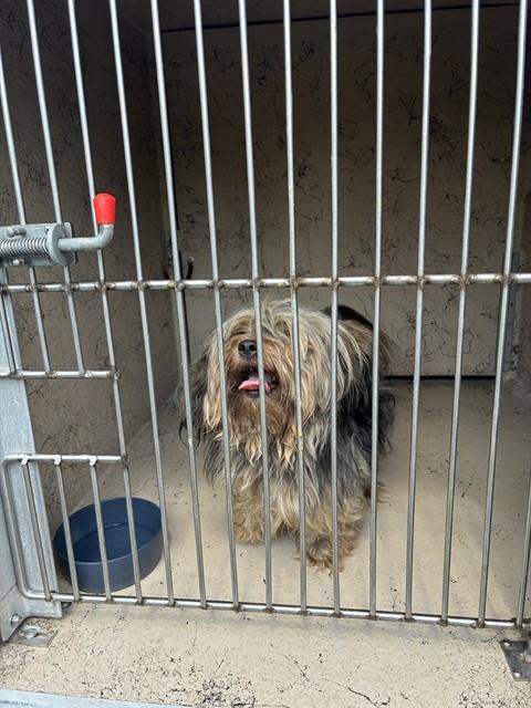 Shelter Stray Male Dog last seen Near BLOCK INVICTA DR #2, 3528 Newburg Rd, Louisville, KY 40218, USA
