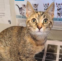 Shelter Stray Female Cat last seen FOTUNA & W COMMERCE, 4710 TX-151, San Antonio, TX 78227, USA