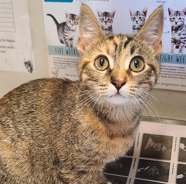 Shelter Stray Female Cat last seen FOTUNA & W COMMERCE, 4710 TX-151, San Antonio, TX 78227, USA