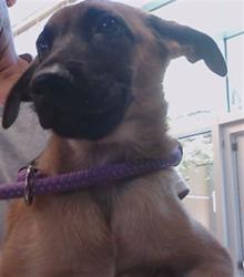 Shelter Stray Male Dog last seen US HIGHWAY 19 AND MARINE PKWY NEAR SOUTHGATE PUBLIX, 19640 Dogpatch Ln, Land O' Lakes, FL 34638, USA