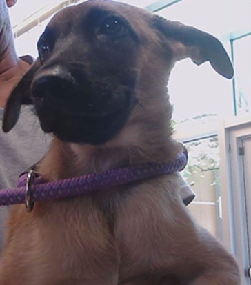 Shelter Stray Male Dog last seen US HIGHWAY 19 AND MARINE PKWY NEAR SOUTHGATE PUBLIX, 19640 Dogpatch Ln, Land O' Lakes, FL 34638, USA