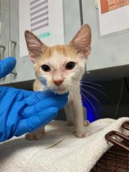 Shelter Stray Male Cat last seen Near BLOCK BIDDY LANE WEST, 2020 Forest St, Jacksonville, FL 32204, USA
