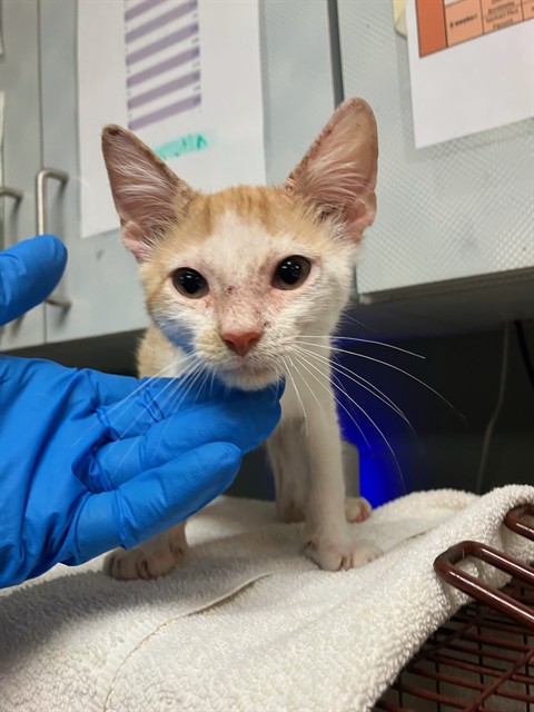 Shelter Stray Male Cat last seen Near BLOCK BIDDY LANE WEST, 2020 Forest St, Jacksonville, FL 32204, USA