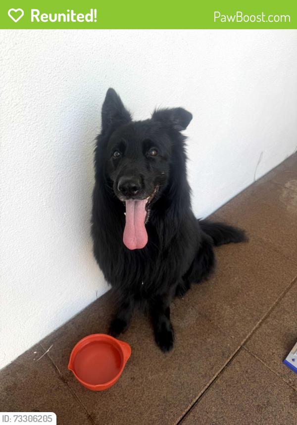 Reunited Male Dog last seen Well Drive and Casa Drive, Los Angeles, CA 91356