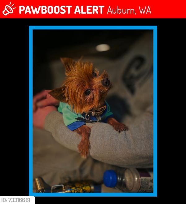 Lost Male Dog last seen Auburn muckelshoot reservation near amphitheater, Auburn, WA 98002