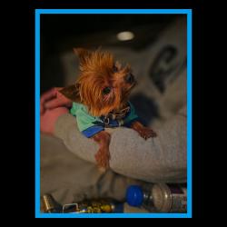 Lost Male Dog last seen Auburn muckelshoot reservation near amphitheater, Auburn, WA 98002