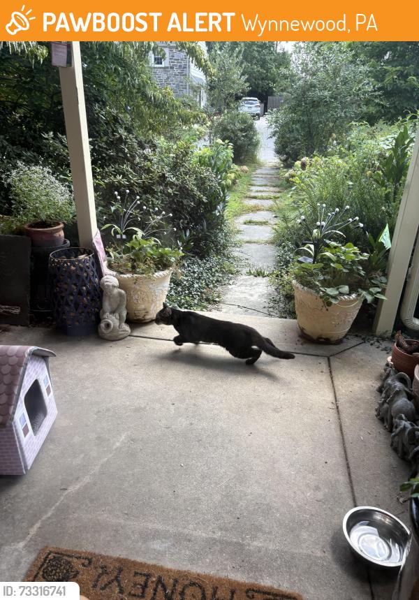 Found/Stray Unknown Cat last seen Williams and Shortridge, Wynnewood, PA 19096