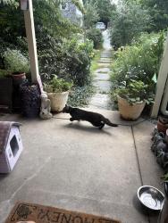 Found/Stray Unknown Cat last seen Williams and Shortridge, Wynnewood, PA 19096