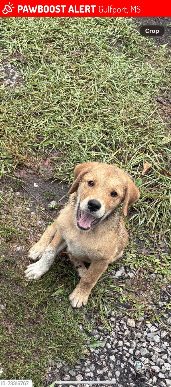 Lost Male Dog last seen Near rd, Gulfport, MS 39501