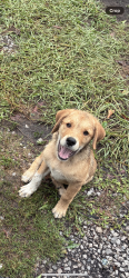 Lost Male Dog last seen Near rd, Gulfport, MS 39501