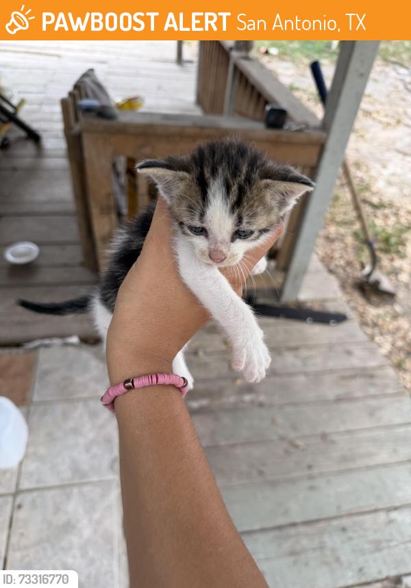 Found/Stray Unknown Cat last seen Probandt, San Antonio, TX 78204