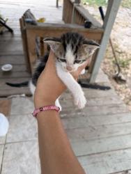 Found/Stray Unknown Cat last seen Probandt, San Antonio, TX 78204