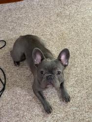 Reunited Male Dog last seen Newberry Ave and Indian Springs Dr, Green Bay, WI 54302