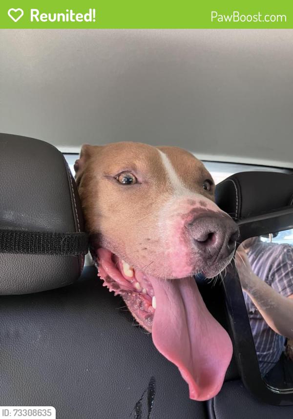 Reunited Male Dog last seen Desert Inn and Fort Apache, Las Vegas, NV 89117