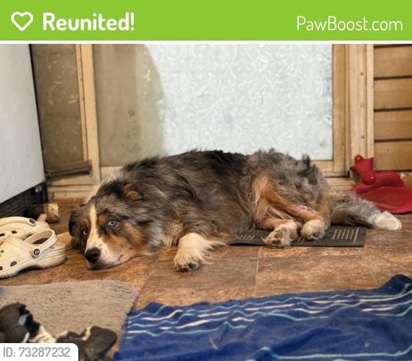 Reunited Male Dog last seen Thomas farm rd, Harnett County, NC 27505