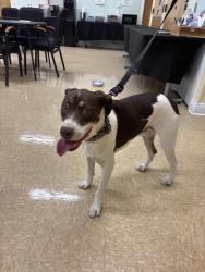 Reunited Male Dog last seen Mountain View community center, San Diego, CA 92113