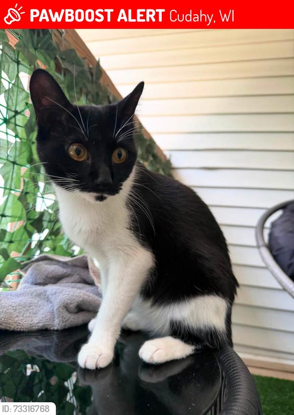 Lost Female Cat last seen Barland Avenue, Cudahy, WI 53110