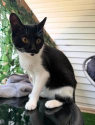Lost Female Cat last seen Barland Avenue, Cudahy, WI 53110