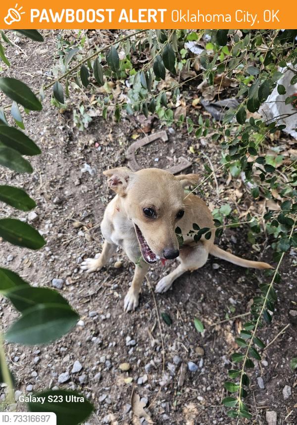 Found/Stray Female Dog last seen Sw 35 y penn, Oklahoma City, OK 73119