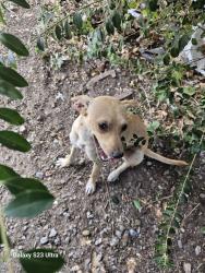 Found/Stray Female Dog last seen Sw 35 y penn, Oklahoma City, OK 73119