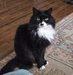 Reunited Male Cat last seen 3rd avenue / Nelson ave Chesilhurst NJ, Chesilhurst, NJ 08089