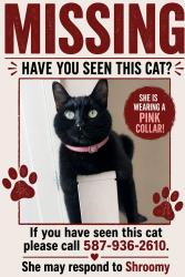 Lost Female Cat last seen 177st sw 7ave, Edmonton, AB 